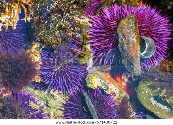 Purple sea urchin stand out due to bright sunlight\
among rocks,black turban snail,rockweed coralline algae, and\
California Mussel are found in this colorful tide pool at Yaquina\
Head State Park .