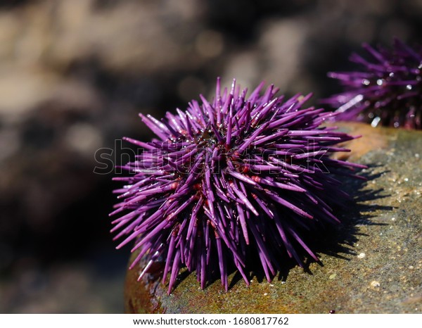 Purple sea urchin, Strongylocentrotus purpuratus, in\
rocky intertidal zone along the eastern edge of the Pacific Ocean\
from Mexico to Canada. 