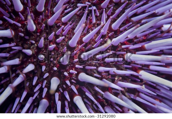 Purple Sea\
Urchin (Strongylocentrotus\
purpuratus)