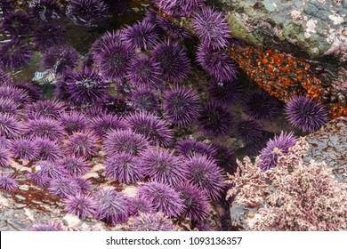 Purple Sea Urchins