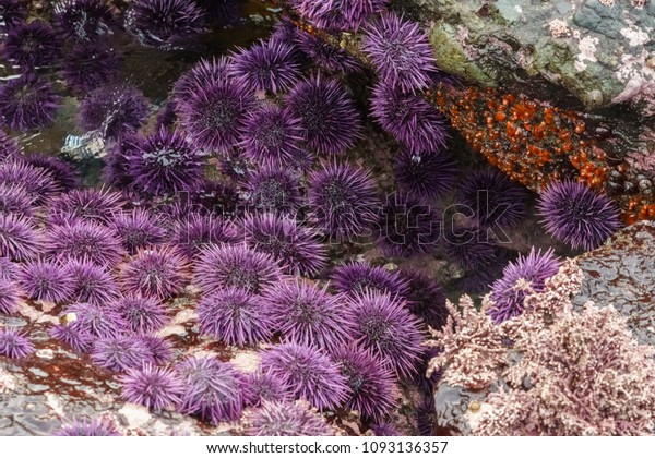 purple sea\
urchins