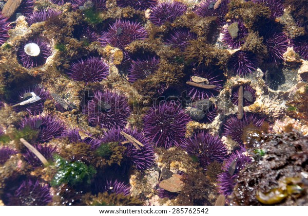 Purple sea urchins colonize naturally formed\
holes in tidepool rocks,  ( Strongylocentrotus purpuratus ), \
Cobble Beach, Yaquina Head,  Oregon\
Coast