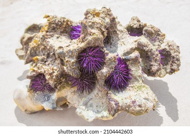 Purple sea urchins on coral on the shores of the Indian Ocean, Mauritius. Wildlife, marine life.