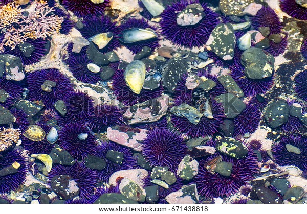 Purple sea urchins,coralline algae,rockweed, and\
rocks in a tide pool on Cobble Beach at Yaquina Head State Park in\
Newport, on Oregon\
Coast.