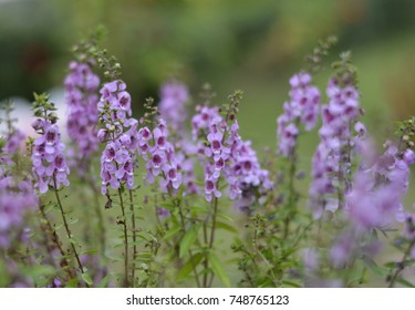 Purple Season Forget Me Not Flower Stock Photo Edit Now