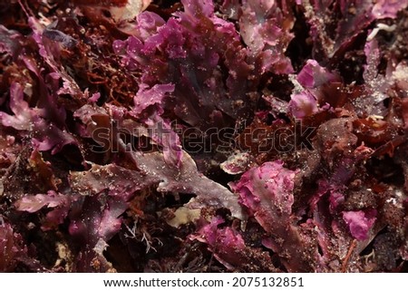 Purple seaweed background photo. This photo has selective focus. 