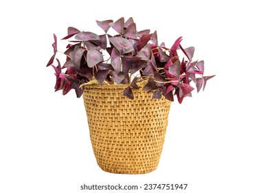 Purple Shamrock or false Shamrock in a wicker basket planter pot