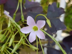 Purple Shamrock Flowers Little Violet Oxalis Triangularis Beautiful Butterfly Flower Zoom In Close Up Burry Background