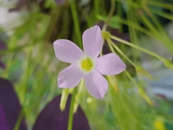Purple Shamrock Flowers Little Violet Oxalis Triangularis Beautiful Butterfly Flower Zoom In Close Up Burry Background