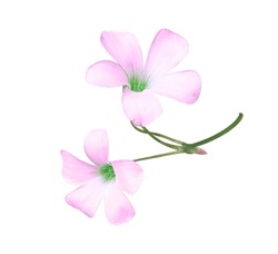 Purple Shamrock Or Love Plant Flowers. Close Up Small Pink-purple Flower Bouquet Isolated On White Background.