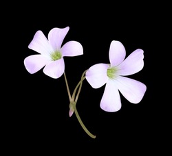 Purple Shamrock Or Love Plant Flowers. Close Up Small Pink-purple Flower Bouquet Isolated On Black Background.