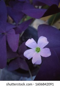 Purple Shamrock, Love Plant. Purple Flowers With Beautiful Magenta Leaves.
