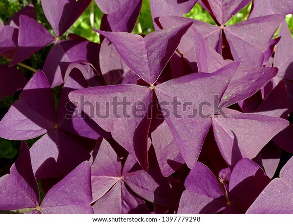 Purple Shamrock Plant Oxalis Triangularis Stock Photo Edit Now