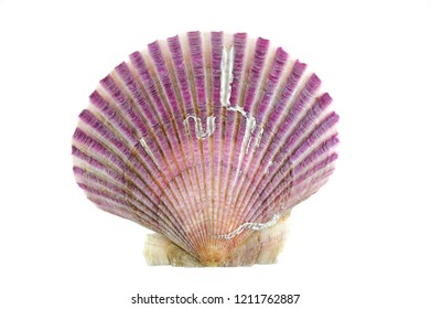 Purple Shells Isolated On White Background Stock Photo 1211762887 ...