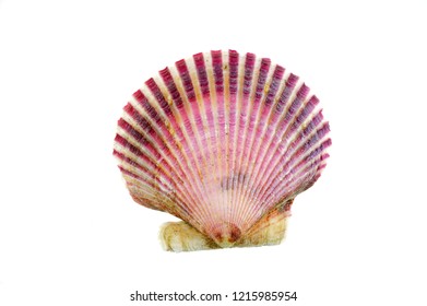 Purple Shells Isolated On White Background Stock Photo 1215985954 ...