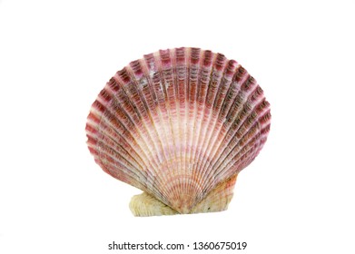 Atlantic Deep Sea Scallop Shell On Stock Photo (Edit Now) 1768468640