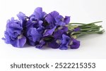 Purple Siberian Iris on plain white background, isolated, fresh and beautiful flowers