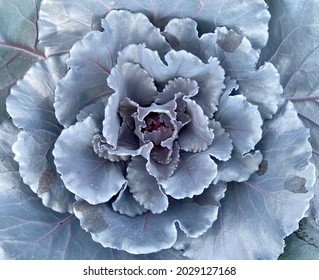 Purple and Silver Decorative Cabbage