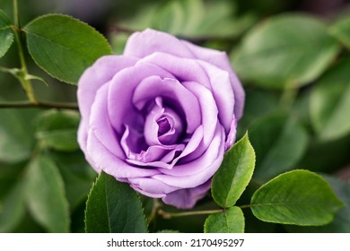 Purple single rose flower, top view, green leaves bg - Powered by Shutterstock