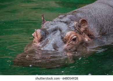 167 Baby hippo yawning Images, Stock Photos & Vectors | Shutterstock