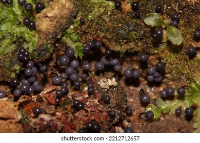 Purple Slime Mould Growing On Dead Wood In Ancient Woodland