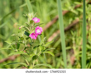 Purple Small Flower In The Field. Flower From The Loosestrife Family.