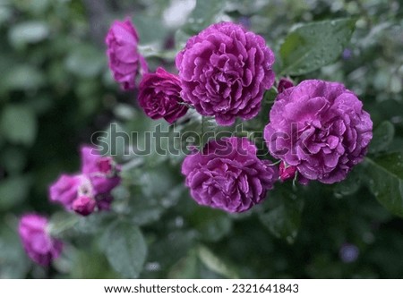 Purple, smoke and violet color Floribunda Rose Ebb Tide flowers in a garden in July 2022