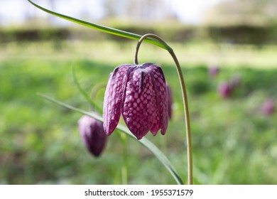 A Purple Snakeshead Fritillary In Bloom.