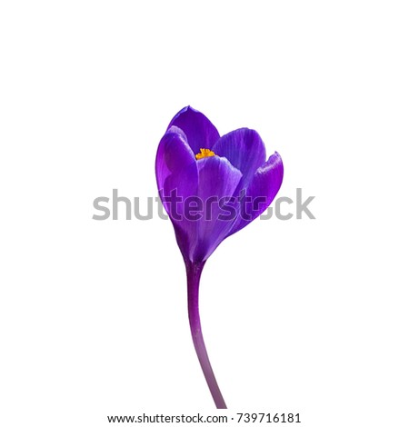 Similar – crocus Nature Plant Spring