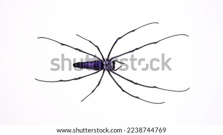 Purple spider isolated on white, bue violet spider with long legs macro close up, horror, arachnidae
