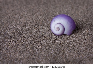 Purple Spiral Shell In The Sand