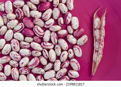 Purple spotted uncooked cranberry beans on isolated pink background. - Shutterstock ID 2198811817