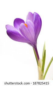 Purple Spring Crocus Flowers