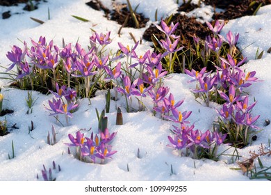 Purple Spring Crocuses In Melting Snow