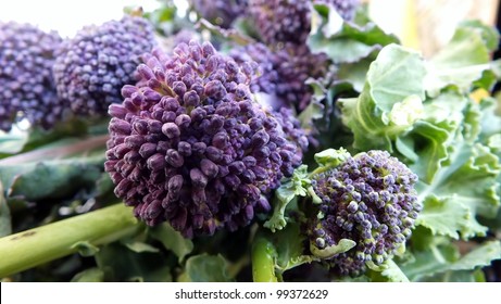 Purple Sprouting Broccoli