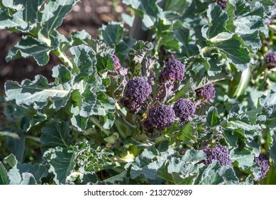 Purple Sprouting Broccoli 'Red Arrow' - Shutterstock ID 2132702989