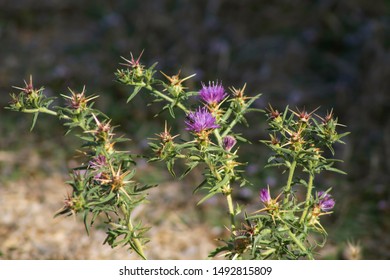 Purple Star Thistle Centaurea Calcitrapa Stock Photo 1492815809 ...