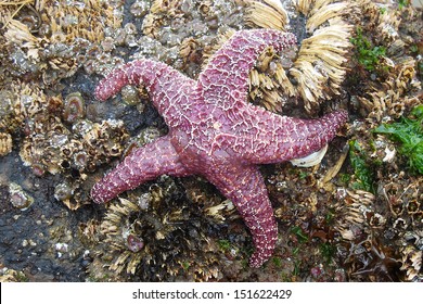 Purple Starfish