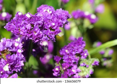 9,904 Statice flower Stock Photos, Images & Photography | Shutterstock
