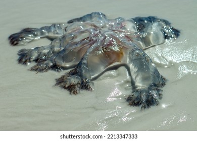 Purple Stinger Jellyfish Turned Upside Down