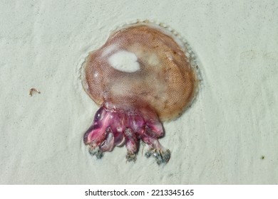 Purple Stinger Pelagia Noctiluca Jellyfish