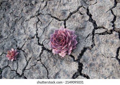 Purple Stone Rose On Dry Cracked Ground