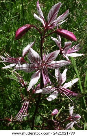 Purple striped flower in its natural habitat.