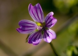 Purple Striped Wildflower, Malva Flower