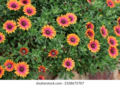 'Purple Sun' cultivar of African daisy (genus Osteospermum).