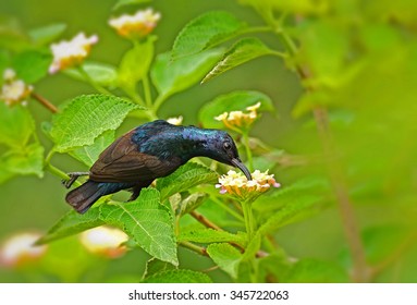 Purple Sunbird
