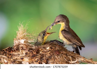 Purple Sunbird (Female) feeding baby bird in the bird's nest. Bird.