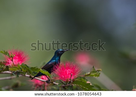 purple sunbird male
