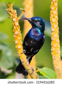 Purple Sunbird On African Tuliptree