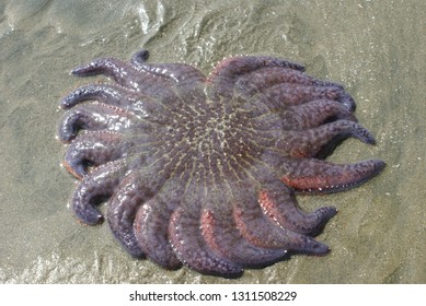 Purple Sunflower Sea Star